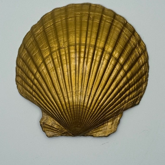 Majestic Peacock Design Decorative Shell - Picture 4 of 7